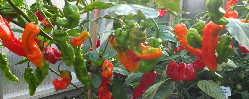 Chili Naga Bhut Jolokia